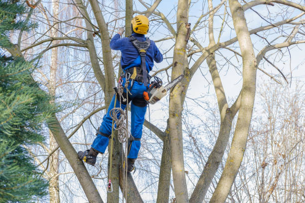 Professional Tree Services in Port Washington North, NY