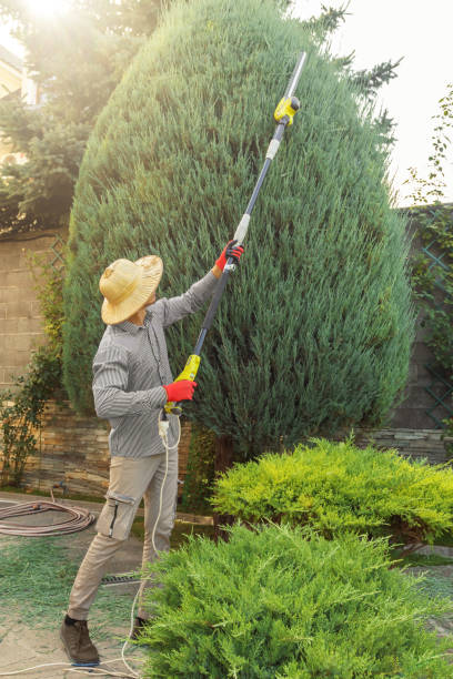 Lawn Renovation and Restoration in Port Washington North, NY